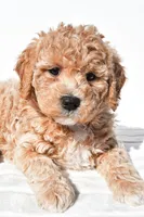Bella, a female Miniature Goldendoodle for sale in Dundee, OH – 8 of 8
