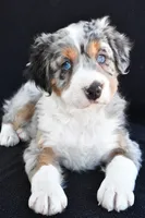 Austin, a male Miniature Bernedoodle and Miniature Aussiedoodle for sale in Dundee, OH – 7 of 9