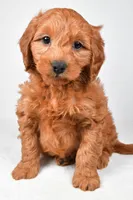 Colton, a male Miniature Goldendoodle for sale in Dundee, OH – 2 of 8