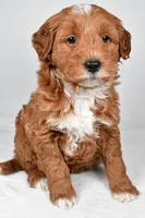Asher, a male Miniature Goldendoodle for sale in Dundee, OH – 2 of 9