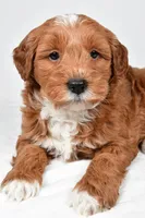 Asher, a male Miniature Goldendoodle for sale in Dundee, OH – 7 of 9