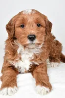 Asher, a male Miniature Goldendoodle for sale in Dundee, OH – 8 of 9
