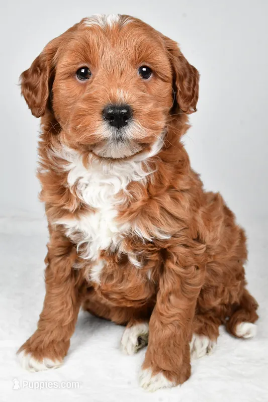 Asher – Miniature Goldendoodle puppy for sale in Dundee, OH