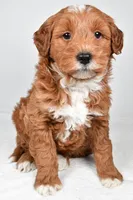 Asher, a male Miniature Goldendoodle for sale in Dundee, OH – 9 of 9