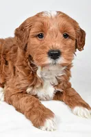 Asher, a male Miniature Goldendoodle for sale in Dundee, OH – 6 of 9