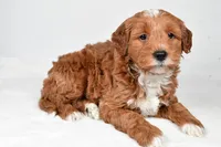 Asher, a male Miniature Goldendoodle for sale in Dundee, OH – 5 of 9