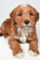 Asher, a male Miniature Goldendoodle for sale in Dundee, OH – 3 of 9