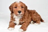 Asher, a male Miniature Goldendoodle for sale in Dundee, OH – 4 of 9