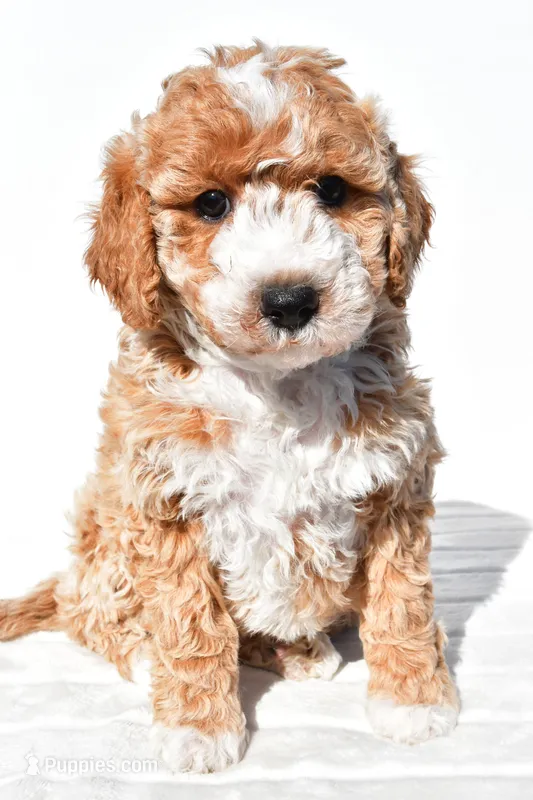 Violet – Miniature Goldendoodle puppy for sale in Dundee, OH