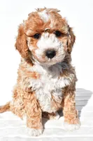 Violet, a female Miniature Goldendoodle for sale in Dundee, OH – 1 of 4