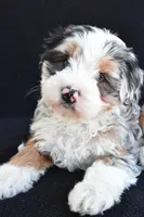 Caroline, a female Miniature Bernedoodle and Miniature Aussiedoodle for sale in Dundee, OH – 5 of 8
