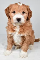 Monica, a female Miniature Goldendoodle for sale in Dundee, OH – 9 of 9