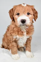 Monica, a female Miniature Goldendoodle for sale in Dundee, OH – 2 of 9