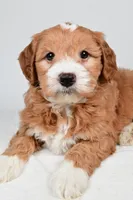Monica, a female Miniature Goldendoodle for sale in Dundee, OH – 7 of 9