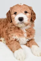 Monica, a female Miniature Goldendoodle for sale in Dundee, OH – 3 of 9