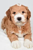 Monica, a female Miniature Goldendoodle for sale in Dundee, OH – 6 of 9