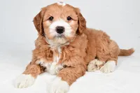 Monica, a female Miniature Goldendoodle for sale in Dundee, OH – 4 of 9