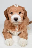 Monica, a female Miniature Goldendoodle for sale in Dundee, OH – 8 of 9