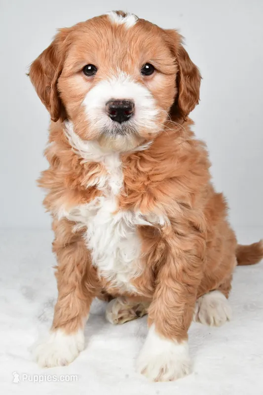 Monica – Miniature Goldendoodle puppy for sale in Dundee, OH
