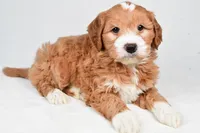 Monica, a female Miniature Goldendoodle for sale in Dundee, OH – 5 of 9