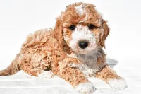 Violet, a female Miniature Goldendoodle for sale in Dundee, OH – 2 of 4