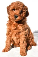 Layla, a female Miniature Goldendoodle for sale in Dundee, OH – 1 of 8