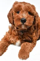 Austin, a male Miniature Goldendoodle for sale in Dundee, OH – 6 of 8