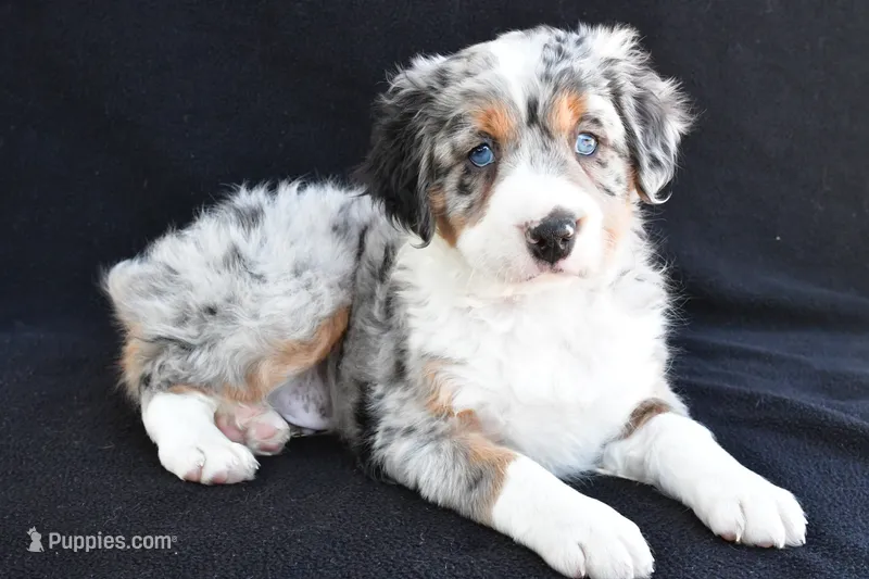Austin – Miniature Bernedoodle, Miniature Aussiedoodle puppy for sale in Dundee, OH