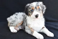 Austin, a male Miniature Bernedoodle and Miniature Aussiedoodle for sale in Dundee, OH – 1 of 9