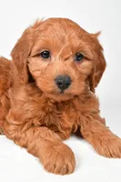 Colton, a male Miniature Goldendoodle for sale in Dundee, OH – 8 of 8