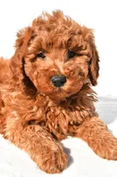 Rosie, a female Miniature Goldendoodle for sale in Dundee, OH – 6 of 8