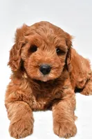 Jared, a male Miniature Goldendoodle for sale in Dundee, OH – 5 of 9