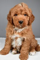 Brady, a male Miniature Goldendoodle for sale in Dundee, OH – 2 of 10
