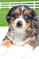 Lilly, a female Miniature Bernedoodle and Miniature Aussiedoodle for sale in Dundee, OH – 5 of 8