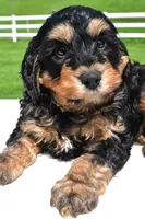 River, a male Miniature Bernedoodle and Miniature Aussiedoodle for sale in Dundee, OH – 3 of 8