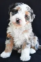 Caroline, a female Miniature Bernedoodle and Miniature Aussiedoodle for sale in Dundee, OH – 2 of 8