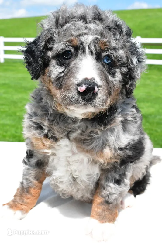 Landon – Miniature Bernedoodle, Miniature Aussiedoodle puppy for sale in Dundee, OH
