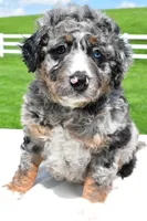 Landon, a male Miniature Bernedoodle and Miniature Aussiedoodle for sale in Dundee, OH – 1 of 6