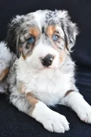 Austin, a male Miniature Bernedoodle and Miniature Aussiedoodle for sale in Dundee, OH – 5 of 9