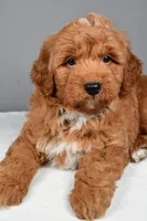 Brady, a male Miniature Goldendoodle for sale in Dundee, OH – 10 of 10