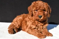 Olivia, a female Miniature Goldendoodle for sale in Dundee, OH – 4 of 9