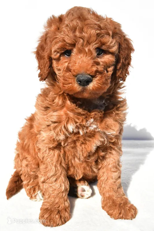 Ashton – Miniature Goldendoodle puppy for sale in Dundee, OH