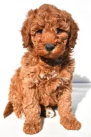Ashton, a male Miniature Goldendoodle for sale in Dundee, OH – 1 of 9