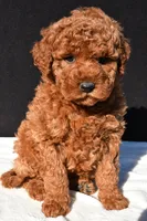 Jade, a female Miniature Goldendoodle for sale in Dundee, OH – 1 of 8