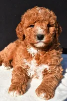 Jake, a male Miniature Goldendoodle for sale in Dundee, OH – 6 of 8