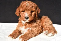 Jake, a male Miniature Goldendoodle for sale in Dundee, OH – 4 of 8