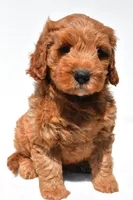 Jared, a male Miniature Goldendoodle for sale in Dundee, OH – 1 of 9