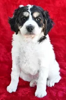 Colleen, a female Miniature Bernedoodle and Miniature Aussiedoodle for sale in Dundee, OH – 9 of 9