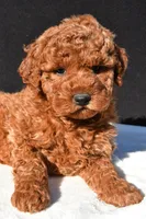 Jade, a female Miniature Goldendoodle for sale in Dundee, OH – 8 of 8