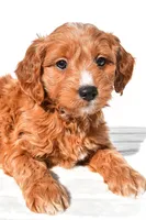 Conner, a male Miniature Goldendoodle for sale in Dundee, OH – 4 of 7